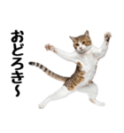 癒しのニャンズのコミュ会話（個別スタンプ：19）