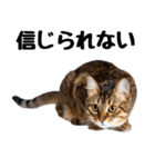 癒しのニャンズのコミュ会話（個別スタンプ：21）