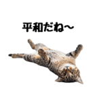 癒しのニャンズのコミュ会話（個別スタンプ：22）