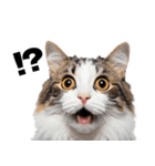 癒しのニャンズのコミュ会話（個別スタンプ：23）