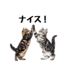 癒しのニャンズのコミュ会話（個別スタンプ：25）
