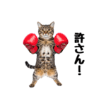 癒しのニャンズのコミュ会話（個別スタンプ：26）