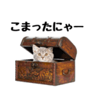 癒しのニャンズのコミュ会話（個別スタンプ：29）