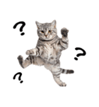 癒しのニャンズのコミュ会話（個別スタンプ：30）