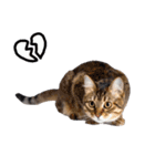 癒しのニャンズのコミュ会話（個別スタンプ：31）