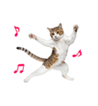 癒しのニャンズのコミュ会話（個別スタンプ：32）