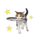 癒しのニャンズのコミュ会話（個別スタンプ：33）