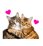 癒しのニャンズのコミュ会話（個別スタンプ：34）