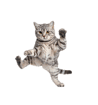 癒しのニャンズのコミュ会話（個別スタンプ：35）