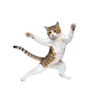 癒しのニャンズのコミュ会話（個別スタンプ：36）