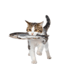 癒しのニャンズのコミュ会話（個別スタンプ：37）