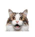 癒しのニャンズのコミュ会話（個別スタンプ：38）