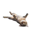 癒しのニャンズのコミュ会話（個別スタンプ：40）