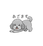 フランクな会話のトイプードル②（個別スタンプ：1）