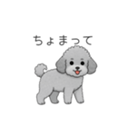 フランクな会話のトイプードル②（個別スタンプ：13）