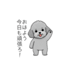 使いやすい長文のトイプードル（個別スタンプ：1）