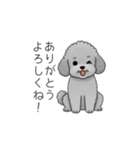 使いやすい長文のトイプードル（個別スタンプ：3）