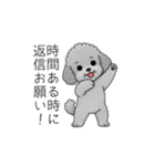 使いやすい長文のトイプードル（個別スタンプ：7）