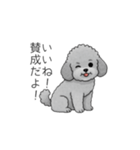 使いやすい長文のトイプードル（個別スタンプ：17）
