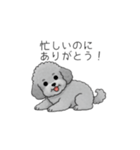 使いやすい長文のトイプードル（個別スタンプ：19）
