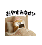 コミカルに動く柴犬（秋→冬 編）（個別スタンプ：23）