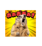 絶叫！マーモット（個別スタンプ：1）