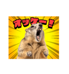 絶叫！マーモット（個別スタンプ：2）