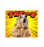 絶叫！マーモット（個別スタンプ：3）
