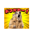 絶叫！マーモット（個別スタンプ：4）