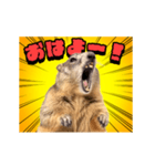 絶叫！マーモット（個別スタンプ：5）