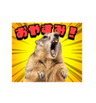 絶叫！マーモット（個別スタンプ：6）