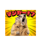 絶叫！マーモット（個別スタンプ：9）