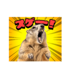 絶叫！マーモット（個別スタンプ：10）