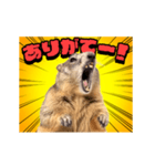 絶叫！マーモット（個別スタンプ：11）