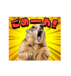 絶叫！マーモット（個別スタンプ：12）