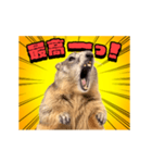 絶叫！マーモット（個別スタンプ：13）