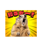 絶叫！マーモット（個別スタンプ：14）