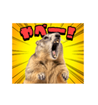 絶叫！マーモット（個別スタンプ：15）