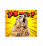 絶叫！マーモット（個別スタンプ：16）