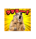 絶叫！マーモット（個別スタンプ：17）
