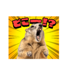 絶叫！マーモット（個別スタンプ：18）