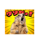 絶叫！マーモット（個別スタンプ：19）