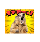 絶叫！マーモット（個別スタンプ：20）
