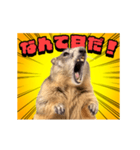 絶叫！マーモット（個別スタンプ：21）