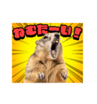 絶叫！マーモット（個別スタンプ：22）