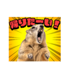絶叫！マーモット（個別スタンプ：24）