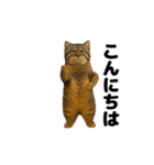 おどる！マヌルネコ（個別スタンプ：1）