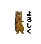 おどる！マヌルネコ（個別スタンプ：2）