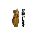 おどる！マヌルネコ（個別スタンプ：3）