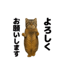 おどる！マヌルネコ（個別スタンプ：4）